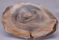 CASUARINA PETRIFIED FOSSIL WOOD, late Oligocene, Queensland Australia S1233