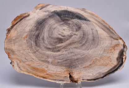 CASUARINA PETRIFIED FOSSIL WOOD, late Oligocene, Queensland Australia S1233