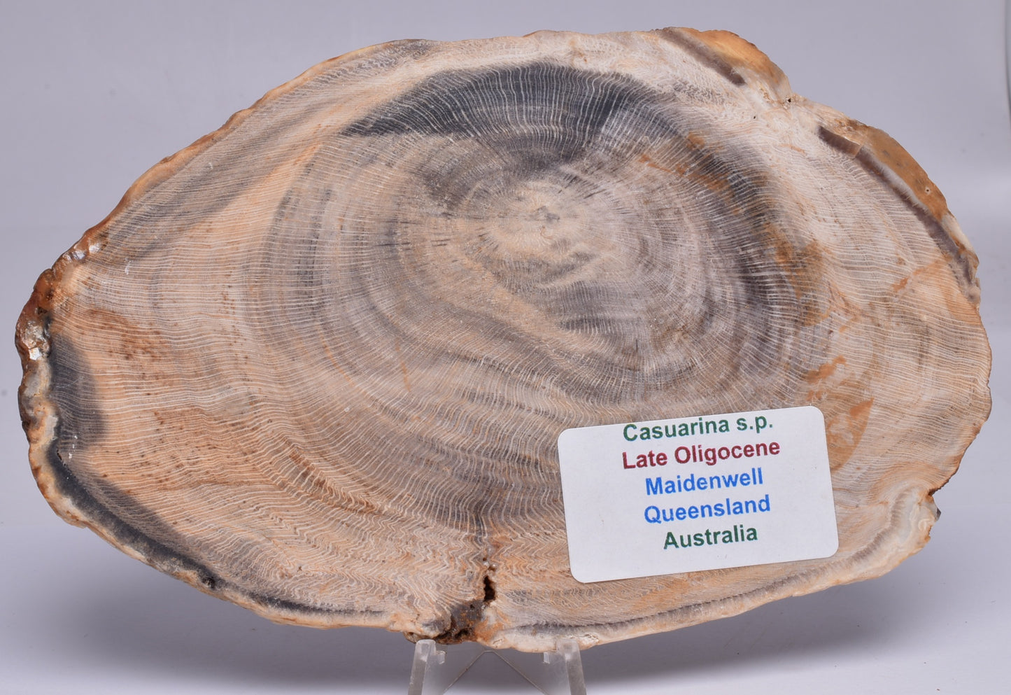 CASUARINA PETRIFIED FOSSIL WOOD, late Oligocene, Queensland Australia S1233