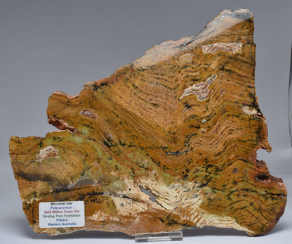 MICROBIAL MAT, Stromatolite STRELLEY POOL SLICE, S1237