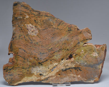 MICROBIAL MAT, Stromatolite STRELLEY POOL SLICE, S1237