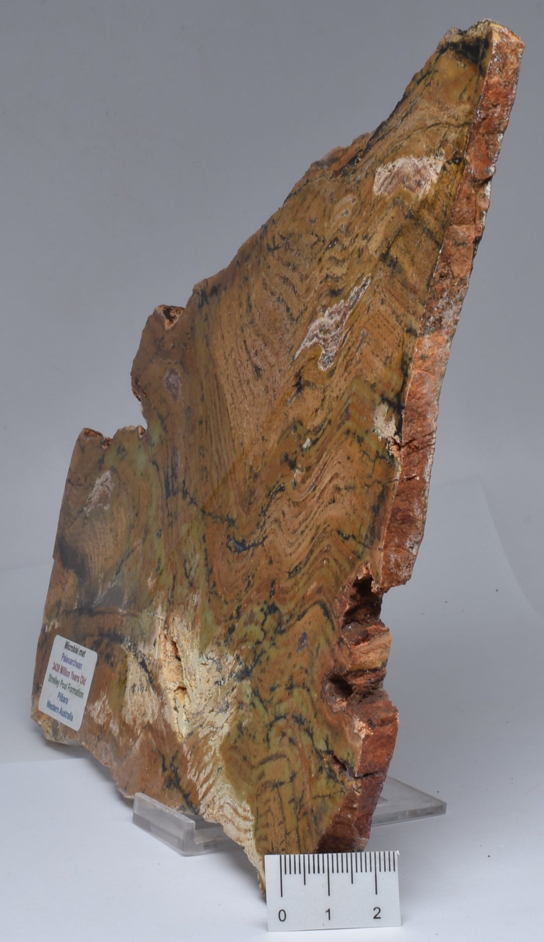 MICROBIAL MAT, Stromatolite STRELLEY POOL SLICE, S1237