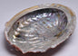 ABALONE SHELL P128