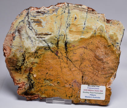 MICROBIAL MAT, Stromatolite STRELLEY POOL SLICE S751