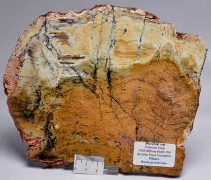 MICROBIAL MAT, Stromatolite STRELLEY POOL SLICE S751