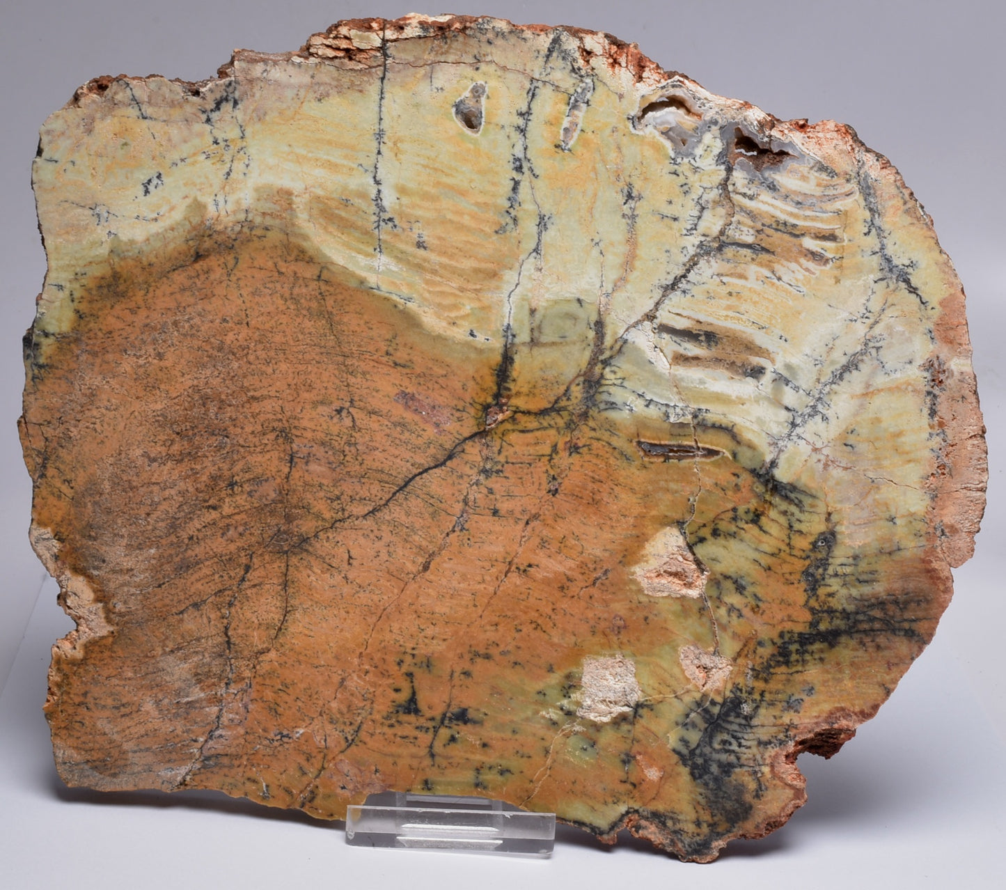 MICROBIAL MAT, Stromatolite STRELLEY POOL SLICE S751