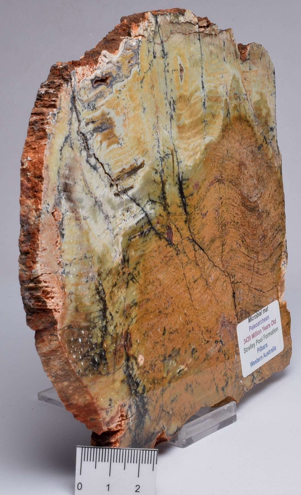 MICROBIAL MAT, Stromatolite STRELLEY POOL SLICE S751