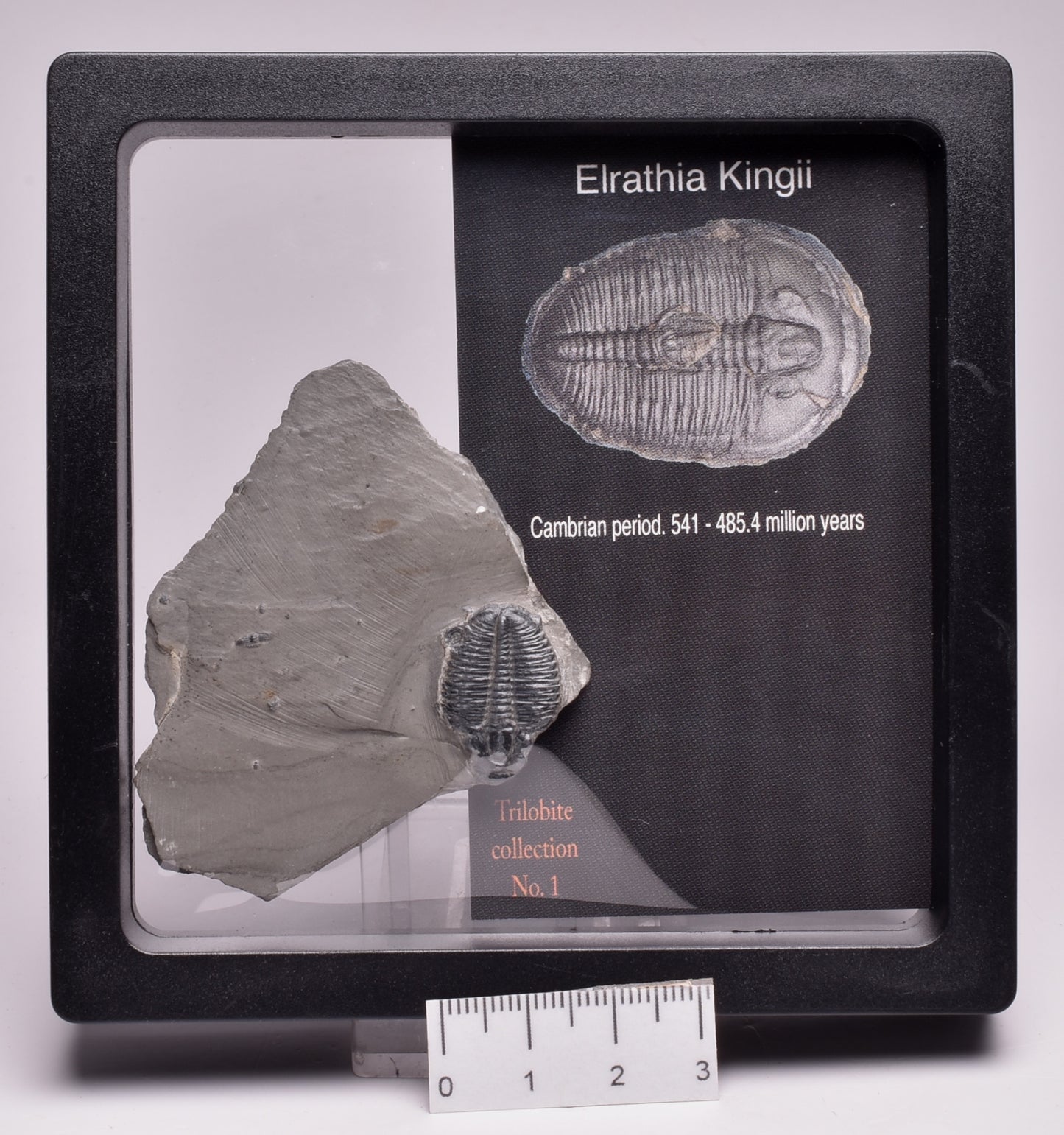 TRILOBITE FOSSIL, Elrathia Kingii, Middle Cambrian , Millard County Utah, F318