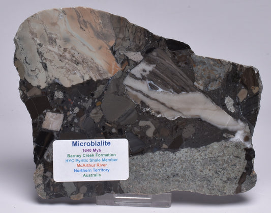 MICROBIALITE, STROMATOLITE, 1640 mya BARNEY CREEK FORMATION, McARTHUR RIVER, AUSTRALIA S789