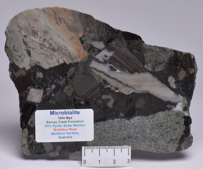 MICROBIALITE, STROMATOLITE, 1640 mya BARNEY CREEK FORMATION, McARTHUR RIVER, AUSTRALIA S789