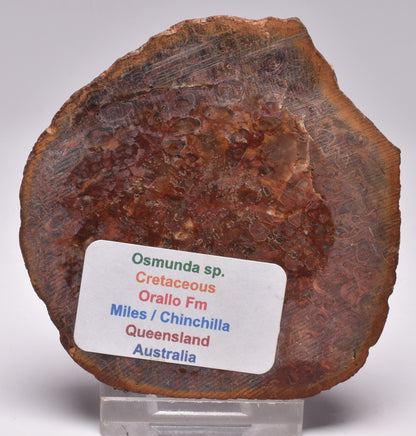 OSMUNDA SLICE, CRETACEOUS, MILES, CHINCHILLA, QUEENSLAND, AUSTRALIA S803