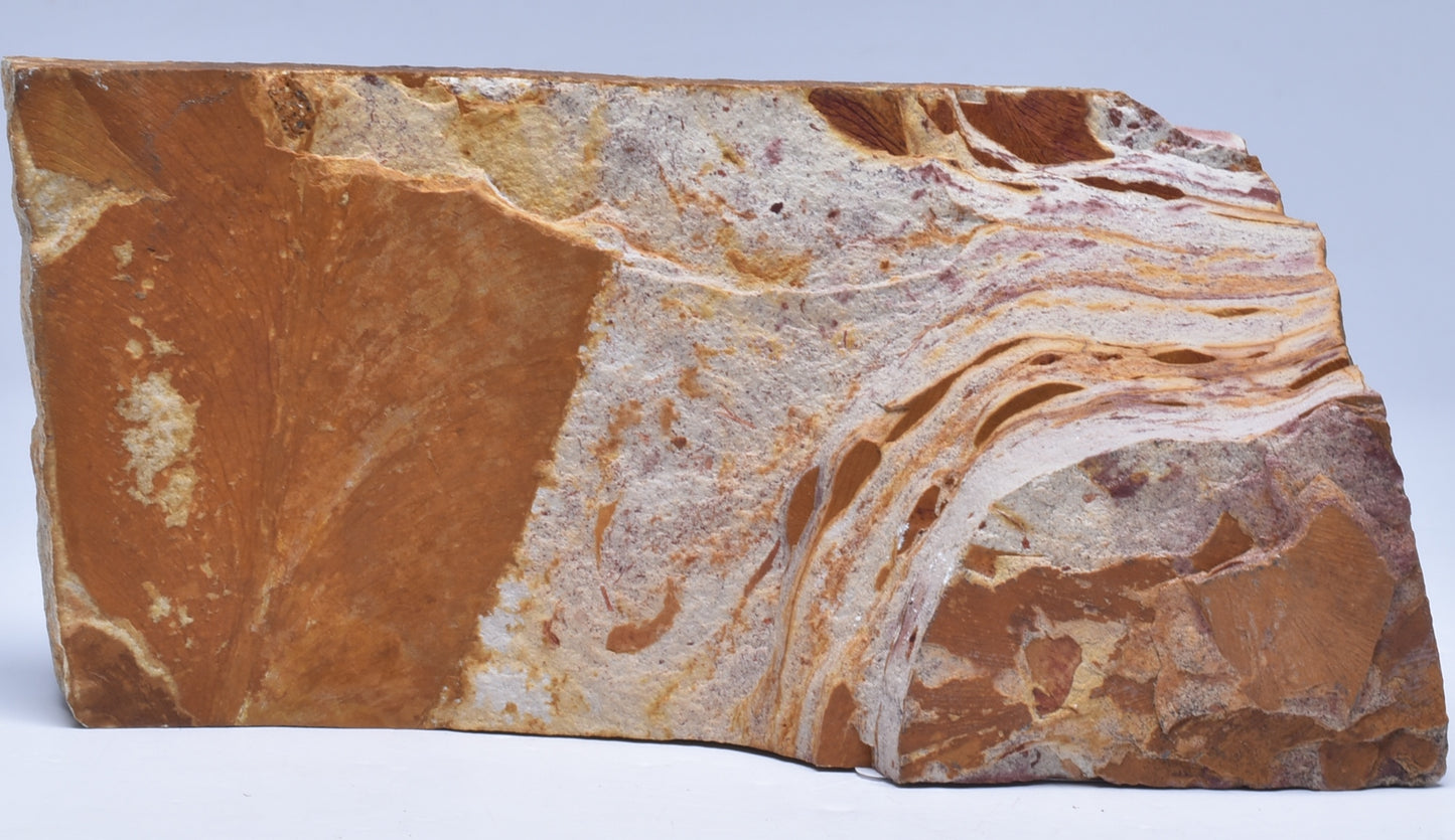 Glossopteris brownii, FOSSIL Plant Leaf, Permian, NSW, Australia F347