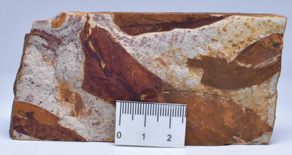 Glossopteris brownii, FOSSIL Plant Leaf, Permian, NSW, Australia F347