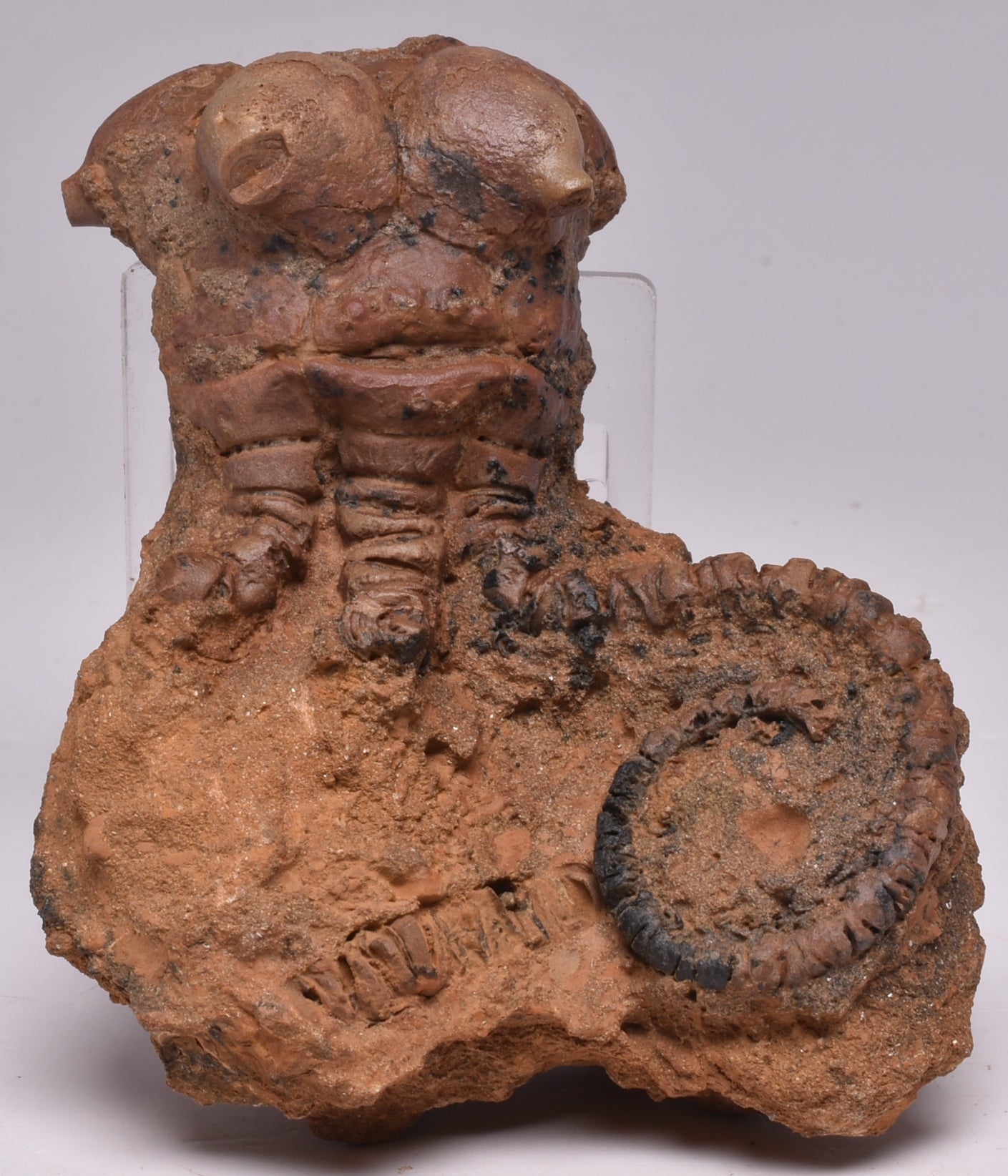 CRINOID FOSSIL, Jimbacrinus Bostocki, Western Australia, CR27