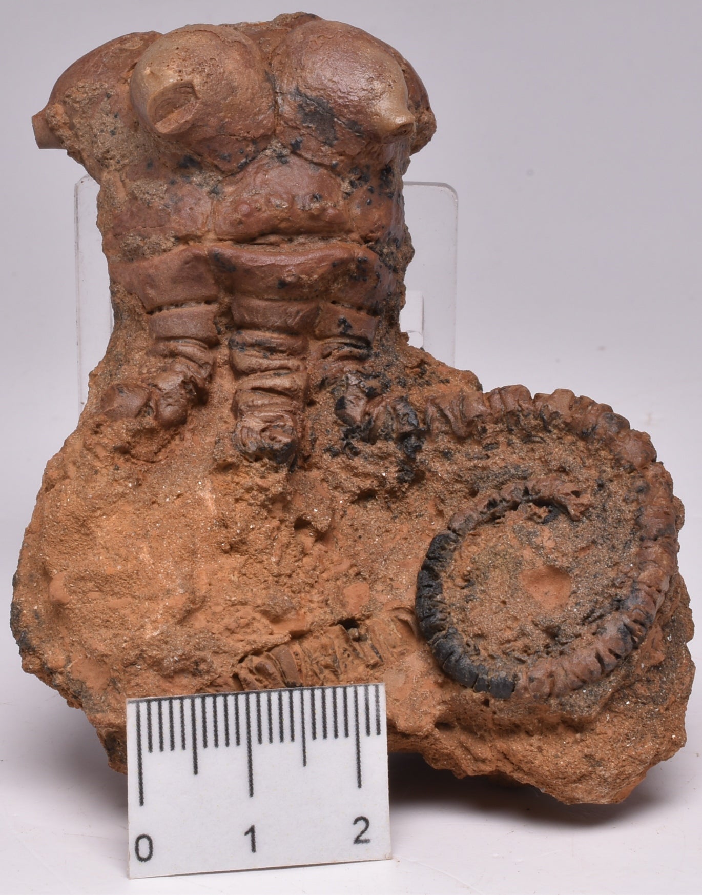 CRINOID FOSSIL, Jimbacrinus Bostocki, Western Australia, CR27