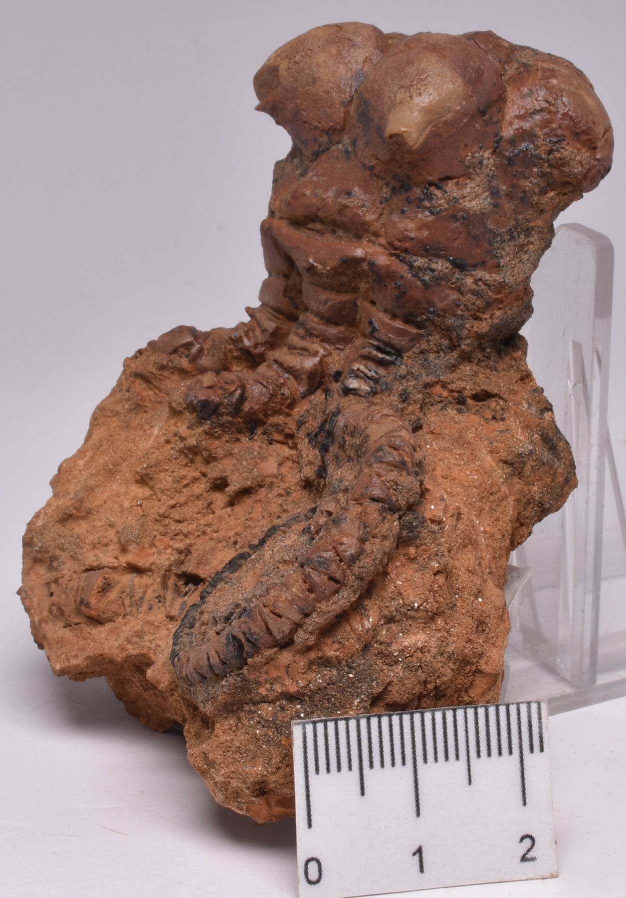 CRINOID FOSSIL, Jimbacrinus Bostocki, Western Australia, CR27