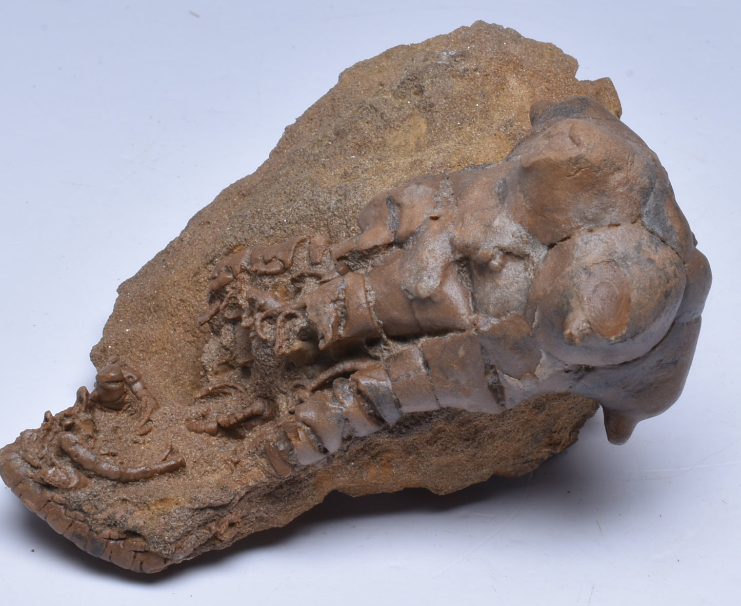 CRINOID FOSSIL, Jimbacrinus Bostocki, Western Australia, CR29