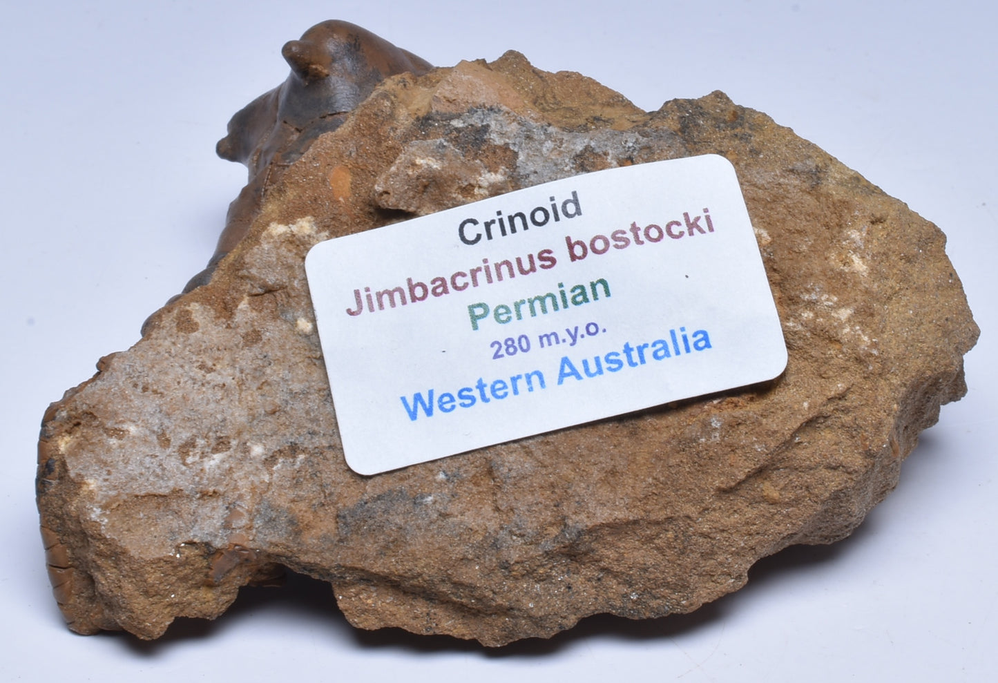 CRINOID FOSSIL, Jimbacrinus Bostocki, Western Australia, CR29