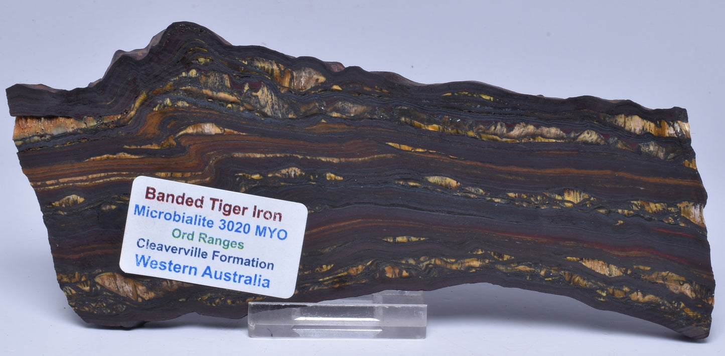 BANDED TIGER IRON Fossil Polished Slice, AUSTRALIA S1130