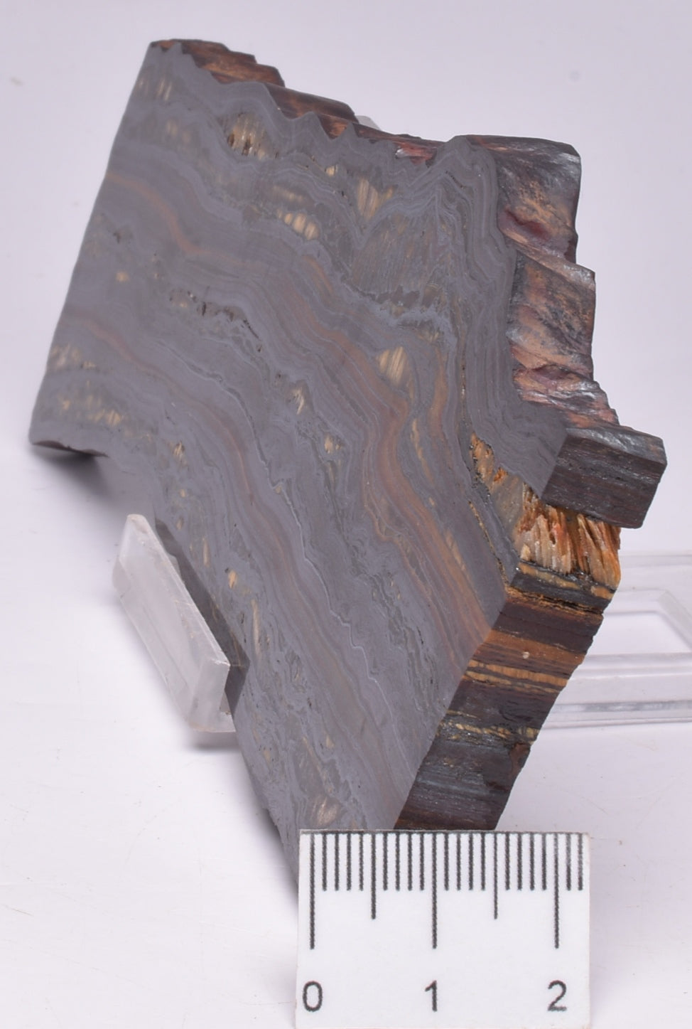 BANDED TIGER IRON Fossil Polished Slice, AUSTRALIA S1130