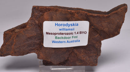 HORODYSKIA Mesoproterozoic 1.4 B.Y.O, AUSTRALIAN FOSSIL F351