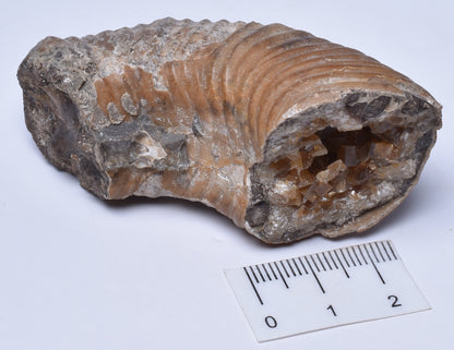 AMMONITE SECTION, Tropaeum jackii, WALSH RIVER, AUSTRALIA F354