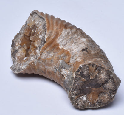 AMMONITE SECTION, Tropaeum jackii, WALSH RIVER, AUSTRALIA F354