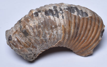 AMMONITE SECTION, Tropaeum jackii, WALSH RIVER, AUSTRALIA F354