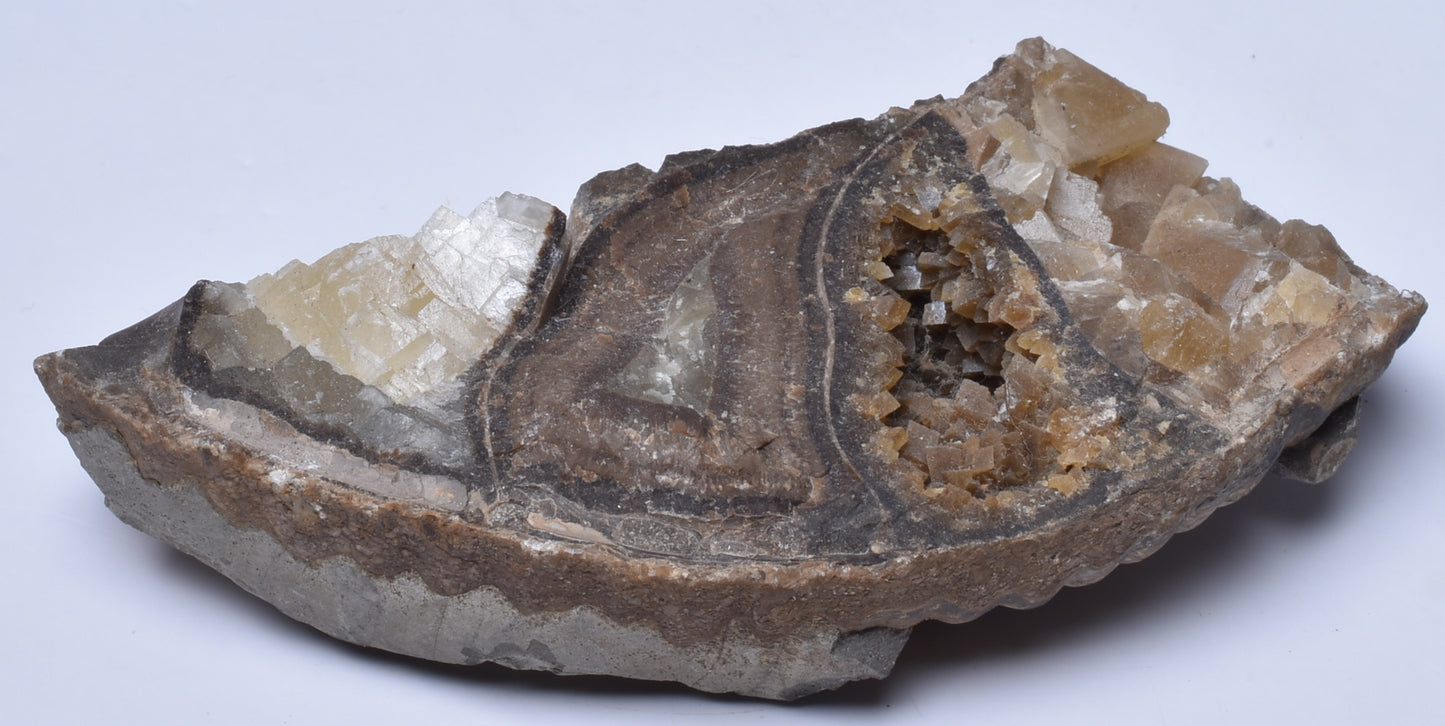 AMMONITE SECTION, Tropaeum jackii, WALSH RIVER, AUSTRALIA F353