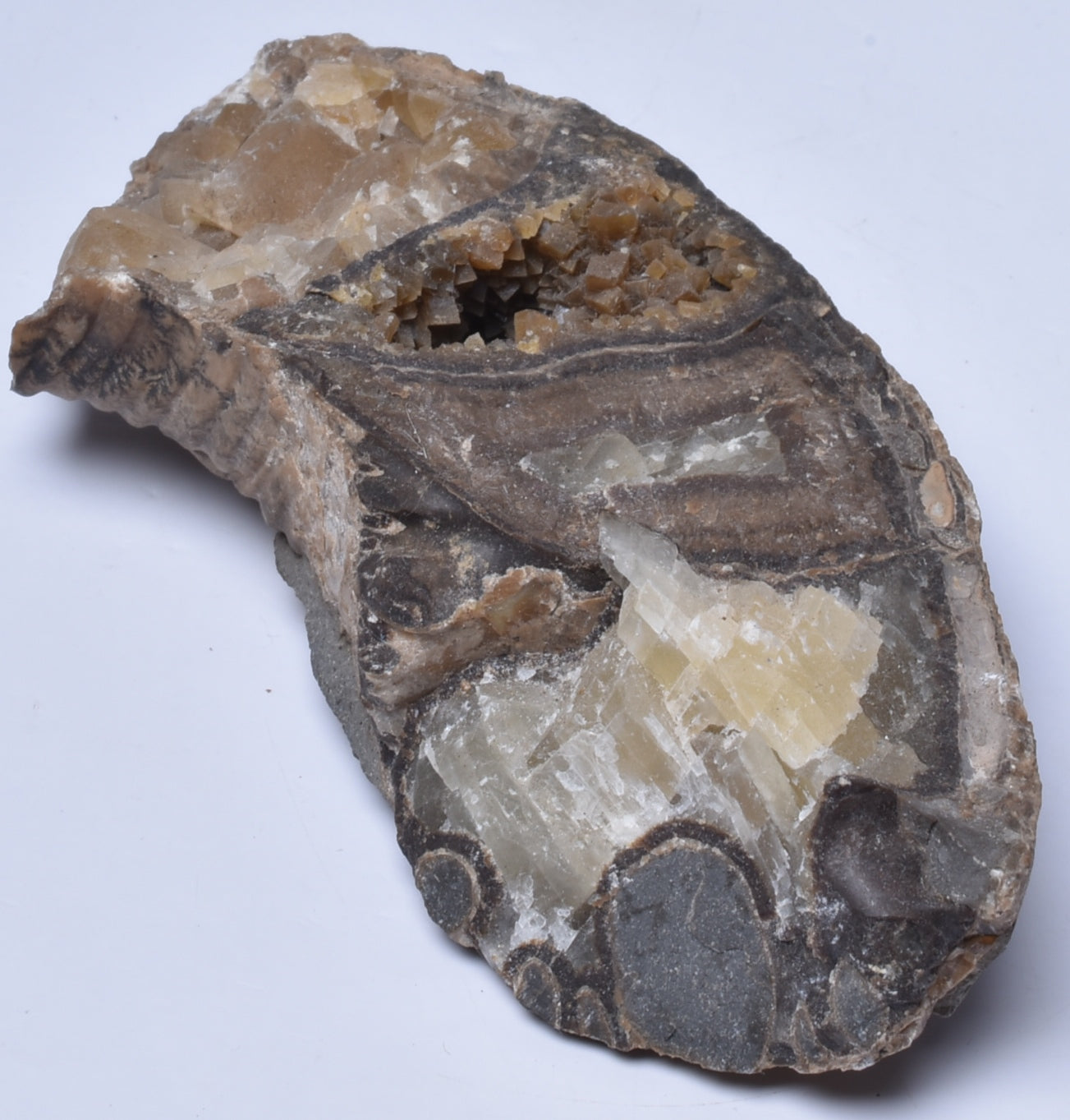 AMMONITE SECTION, Tropaeum jackii, WALSH RIVER, AUSTRALIA F353