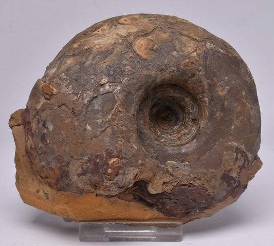 AMMONITE JURESANITES JACKSONI, WESTERN AUSTRALIA F321