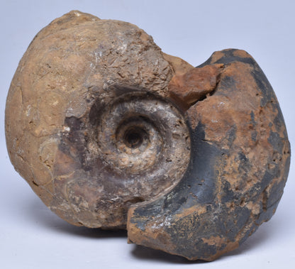 AMMONITE JURESANITES JACKSONI, WESTERN AUSTRALIA F322