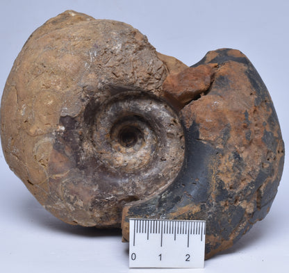 AMMONITE JURESANITES JACKSONI, WESTERN AUSTRALIA F322