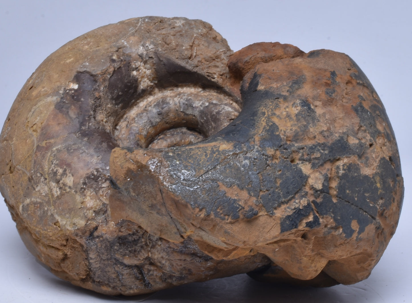 AMMONITE JURESANITES JACKSONI, WESTERN AUSTRALIA F322