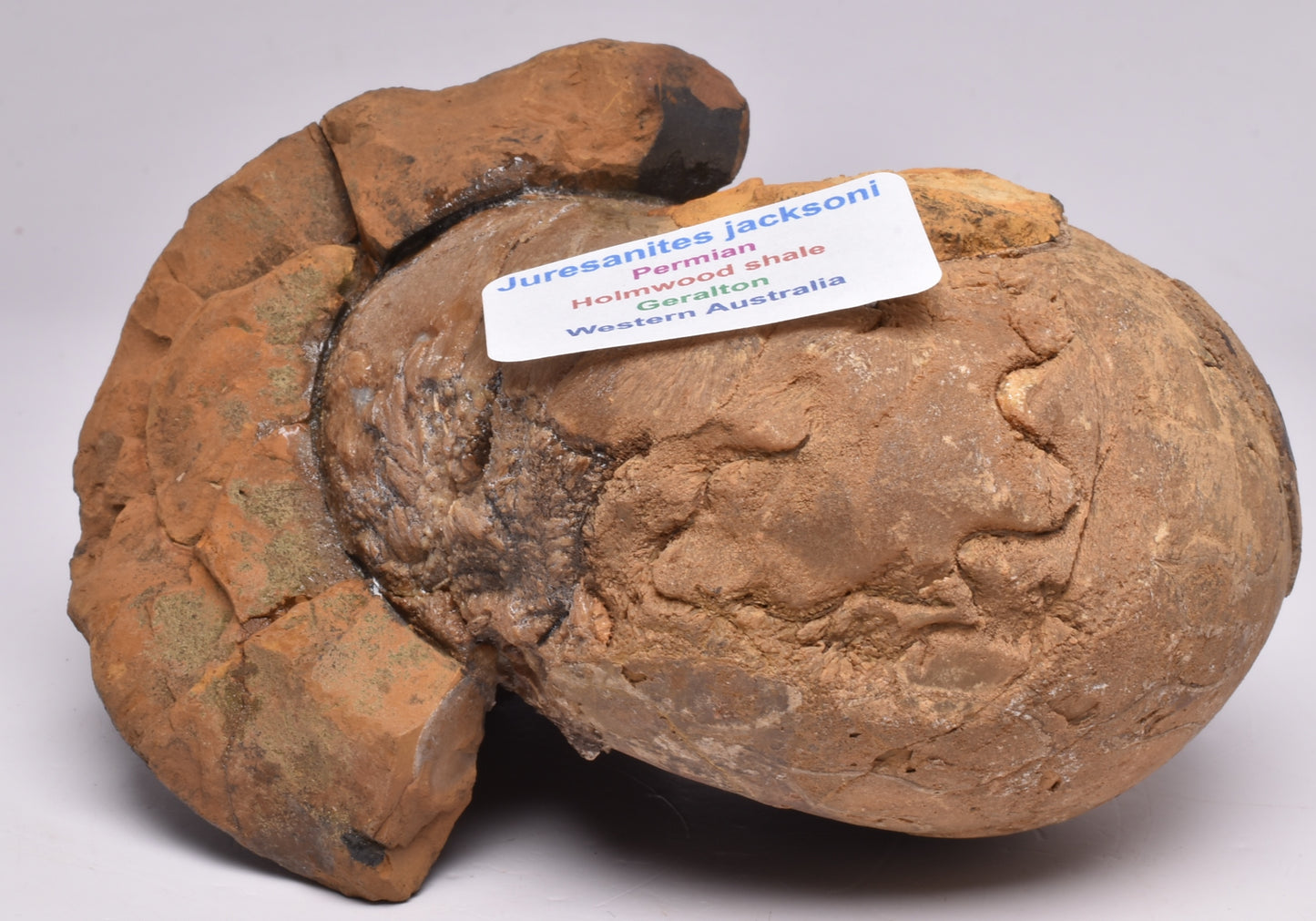 AMMONITE JURESANITES JACKSONI, WESTERN AUSTRALIA F322