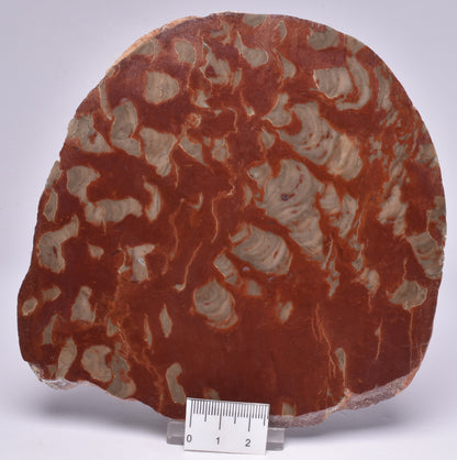 Stromatolite Inzeria Intia Fossil Polished Slice, N.T Australia S74