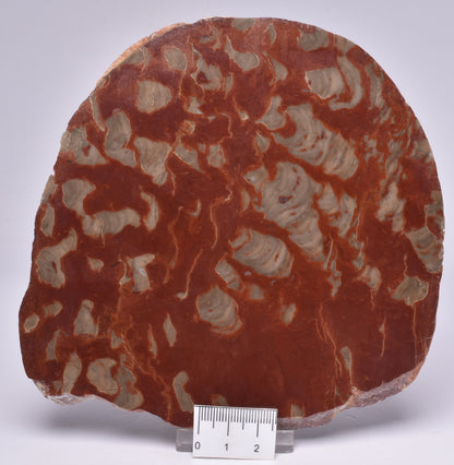 Stromatolite Inzeria Intia Fossil Polished Slice, N.T Australia S74