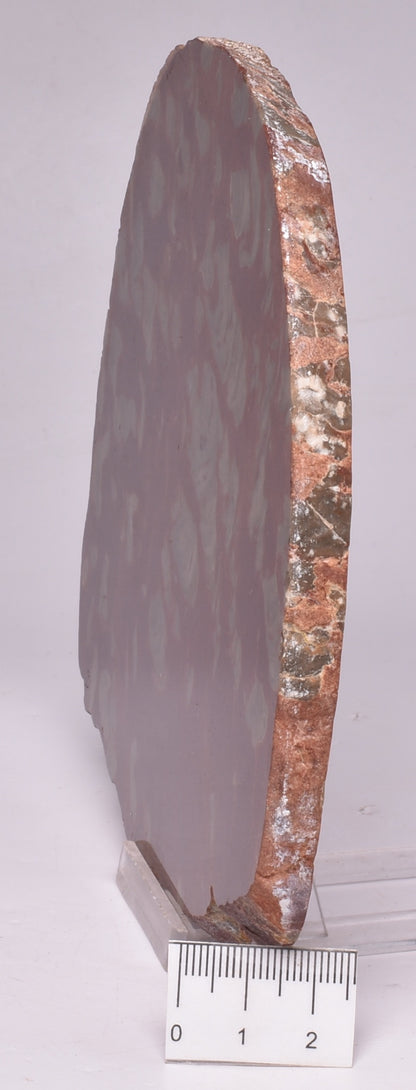 Stromatolite Inzeria Intia Fossil Polished Slice, N.T Australia S74