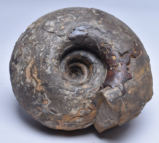 AMMONITE JURESANITES JACKSONI, WESTERN AUSTRALIA F324