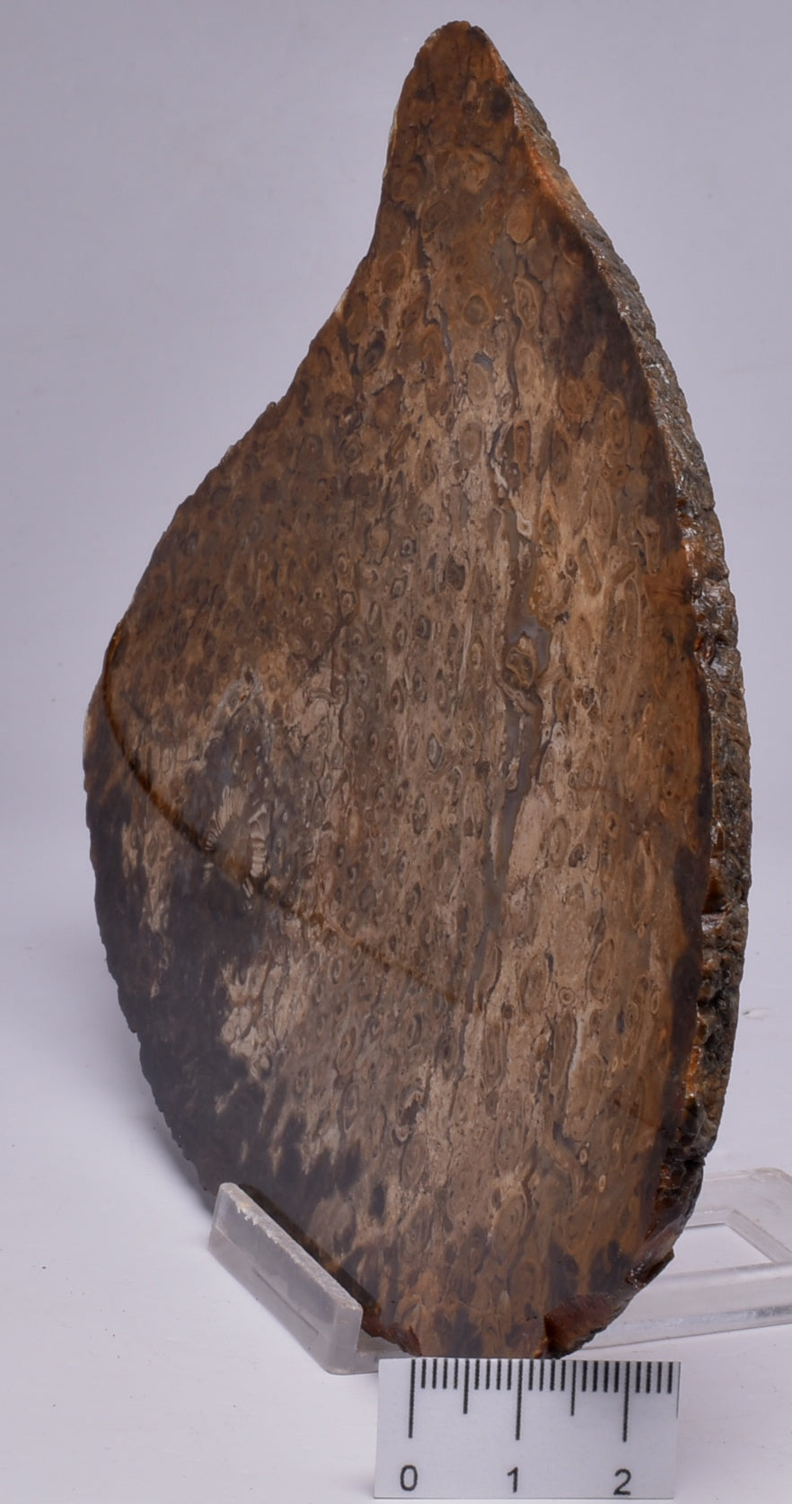 OSMUNDA SLICE, CRETACEOUS, MILES, CHINCHILLA, QUEENSLAND, AUSTRALIA S34