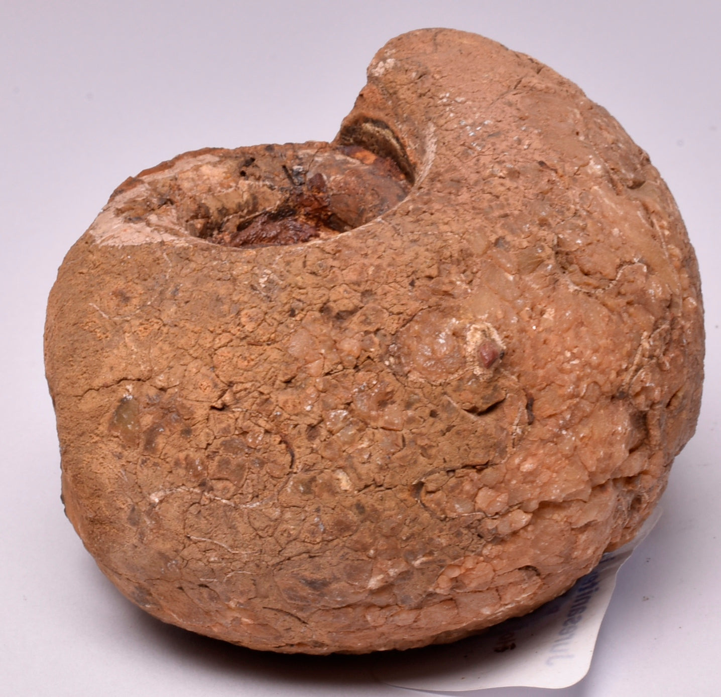 AMMONITE JURESANITES JACKSONI, WESTERN AUSTRALIA F383