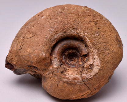 AMMONITE JURESANITES JACKSONI, WESTERN AUSTRALIA F383