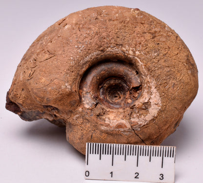 AMMONITE JURESANITES JACKSONI, WESTERN AUSTRALIA F383