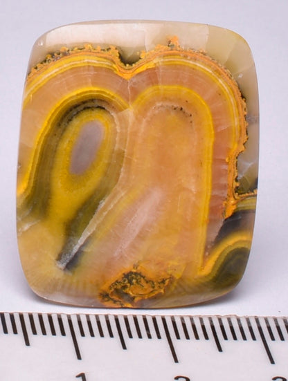 BUMBLE BEE JASPER Polished Cabochon J233