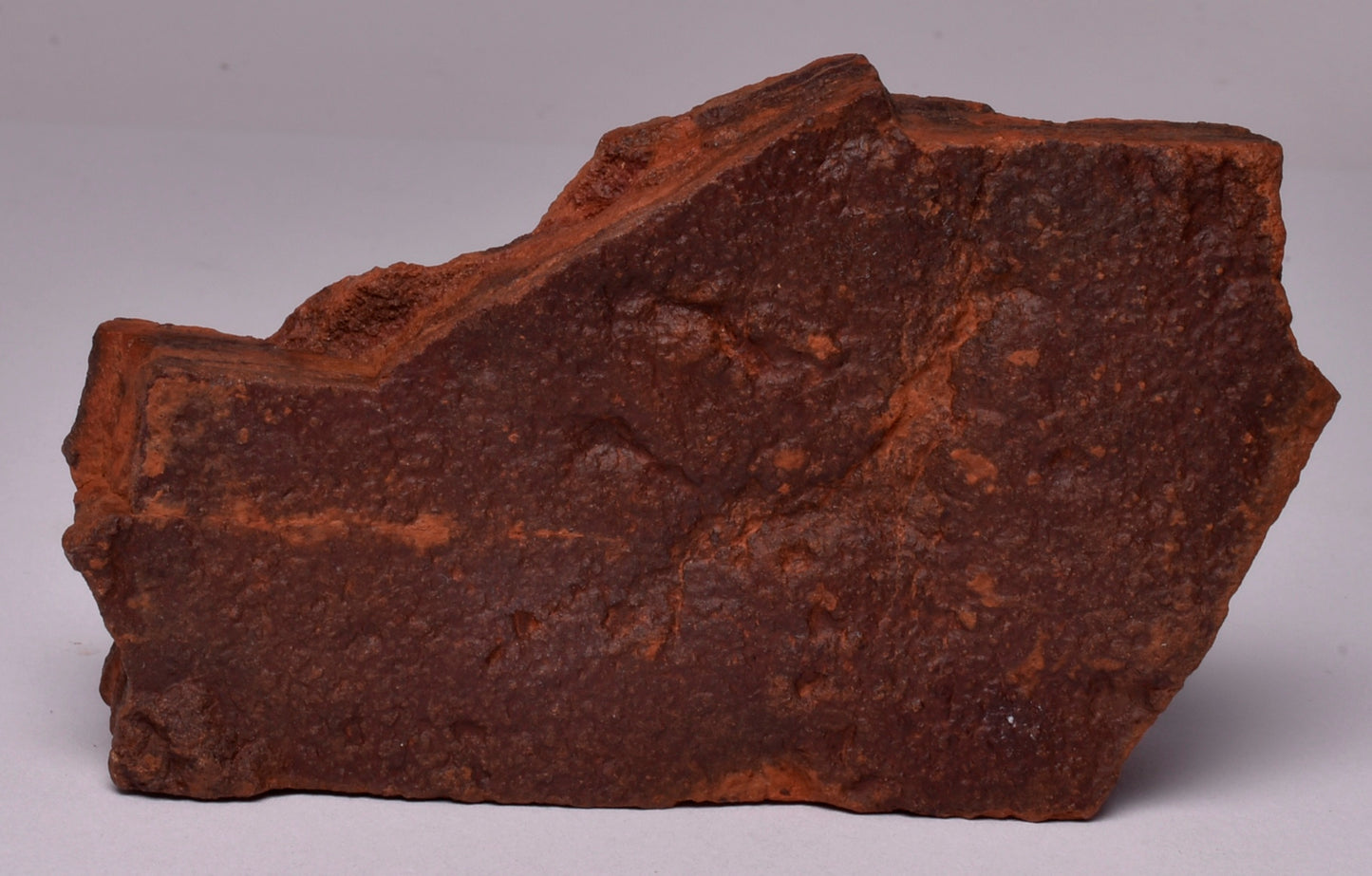 HORODYSKIA Mesoproterozoic 1.4 B.Y.O, AUSTRALIAN FOSSIL F381