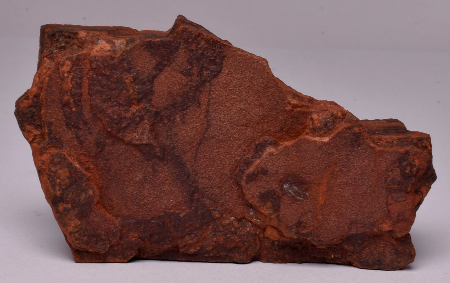 HORODYSKIA Mesoproterozoic 1.4 B.Y.O, AUSTRALIAN FOSSIL F381