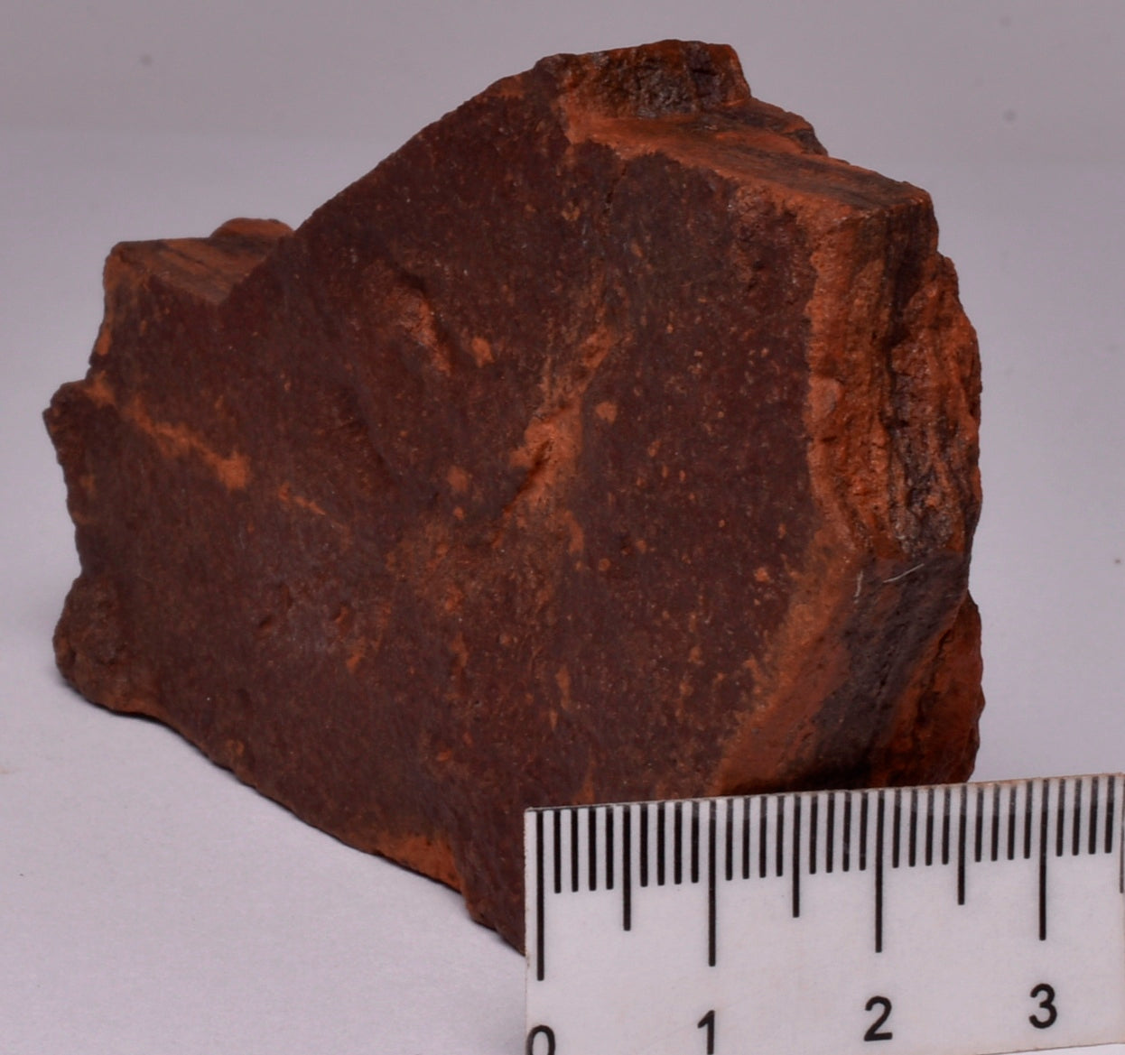 HORODYSKIA Mesoproterozoic 1.4 B.Y.O, AUSTRALIAN FOSSIL F381