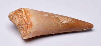 MOSASAURUS TOOTH FOSSIL ANCEPS, F13