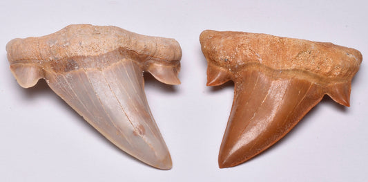 FOSSIL SHARK TEETH OTODUS OBLIQUUS F14