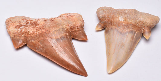 FOSSIL SHARK TEETH OTODUS OBLIQUUS F15